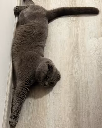 Accoppiamento Scottish Fold