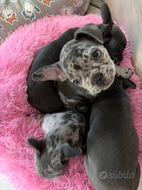 Cuccioli di Bulldog Framcese