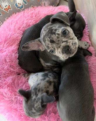 Cuccioli di Bulldog Framcese