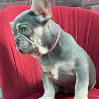 Bulldog francese