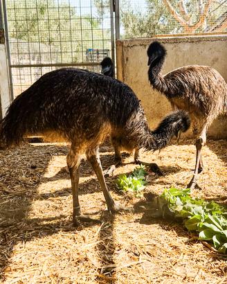 emu 6 mesi 