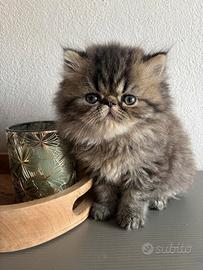 Cuccioli di persiani