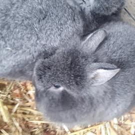 Conigli coniglietti nani