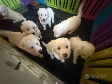 Cuccioli di maremmano