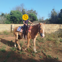Haflinger