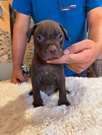 Cuccioli di Pitbull