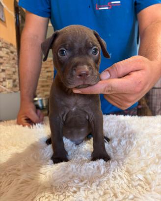 Cuccioli di Pitbull