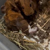 Porcellini d'india - Cavie