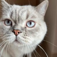 British Shorthair Blu Point