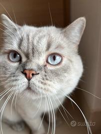 British Shorthair Blu Point