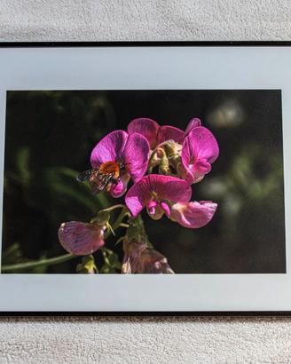 Fotografie artistiche incorniciate