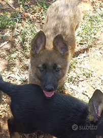 Cucciole di pastore tedesco linea lavoro