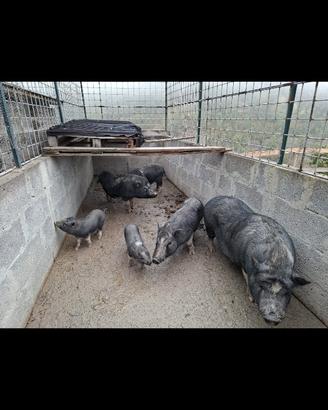 Mini pig