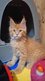 Cucciolo Maine Coon con Pedigree
