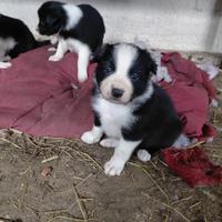 Cuccioli bordercolli