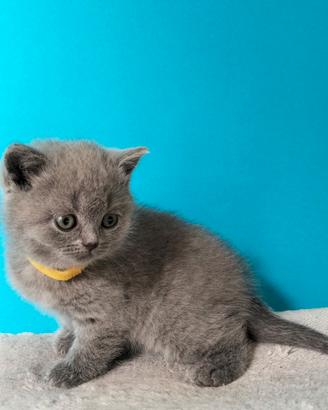 Cuccioli British Shorthair