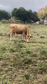 Vacche mucche iscritte