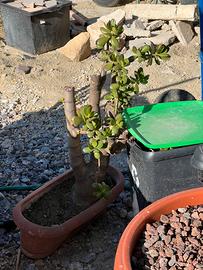 Pianta Albero di Giada (Crassula ovata)