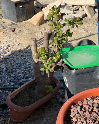Pianta Albero di Giada (Crassula ovata)