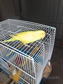 Cocorita allevata a mano