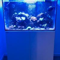 Acquario marino Red Sea