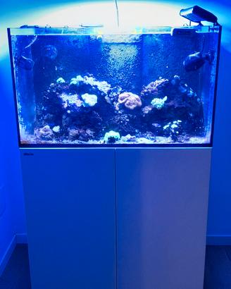 Acquario marino Red Sea