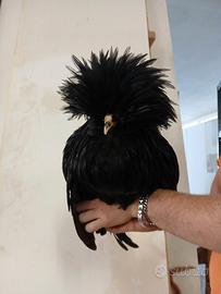 Gallo padovano