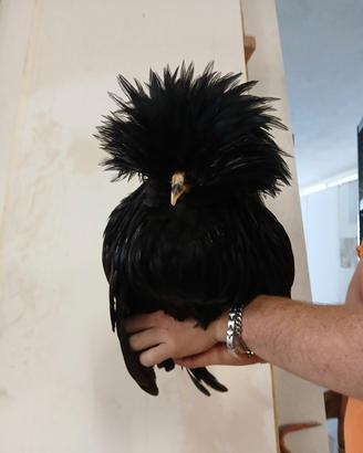Gallo padovano