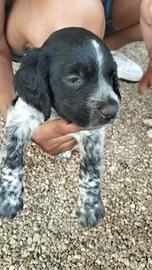 Cuccioli Breton