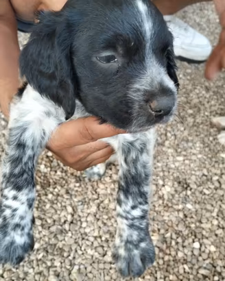 Cuccioli Breton