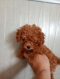 Barboncino toy