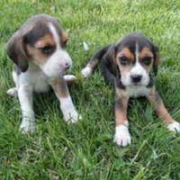 Cuccioli Beagle simpaticissimi