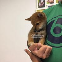 SHIBA fulvo disponibili pedigree