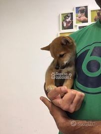 SHIBA fulvo disponibili pedigree