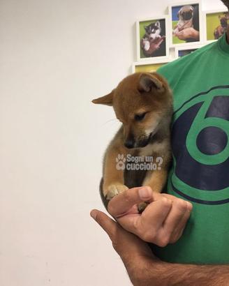 SHIBA fulvo disponibili pedigree