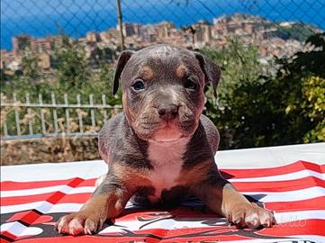 Pitbull