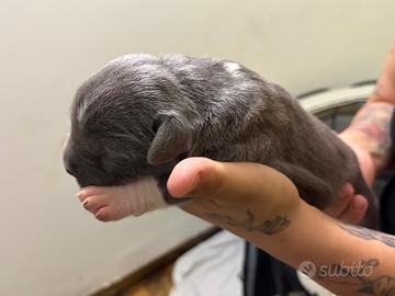Cuccioli di Pitbull