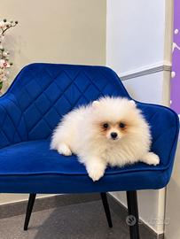 Spitz di pomerania Cuccioli