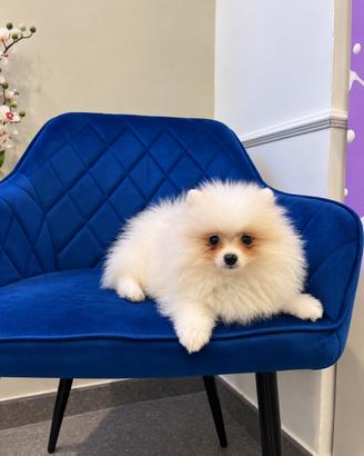 Spitz di pomerania Cuccioli