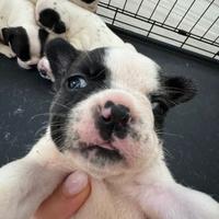 4 cuccioli di bulldog