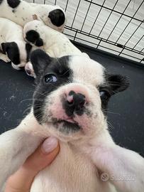 4 cuccioli di bulldog