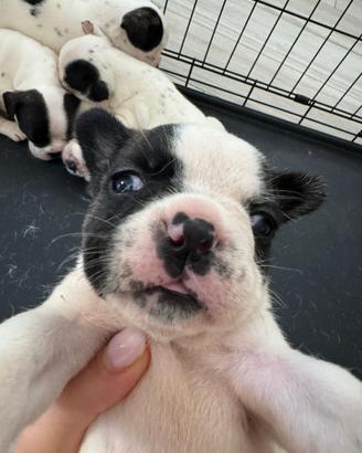 4 cuccioli di bulldog