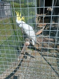 Cacatua e amazzoni