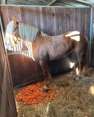 Cavalla haflinger