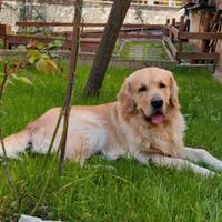 Golden maschio disponibile per monta