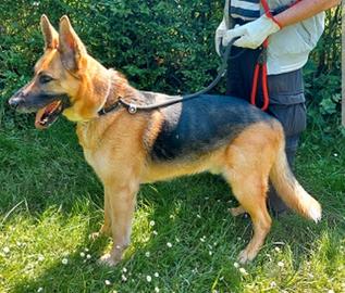 Rex pastore tedesco 10 anni