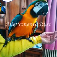 Ara giallo e blù - ararauna