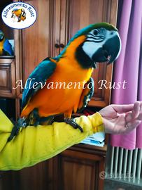 Ara giallo e blù - ararauna