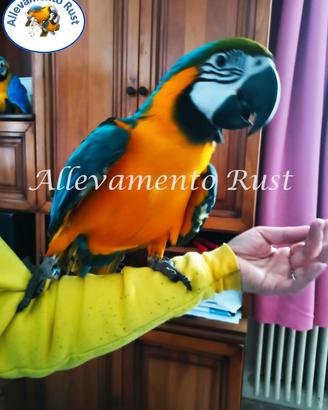 Ara giallo e blù - ararauna