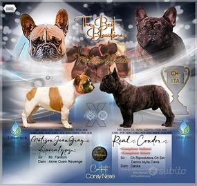 Super cucciolata bulldog francese maschi